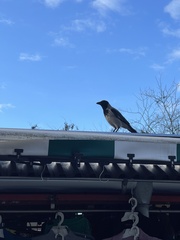 Corvus cornix