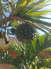 Pandanus utilis