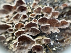 Trichaptum abietinum