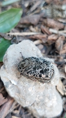 Gymnetis chalcipes