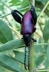 Sagra bicolor