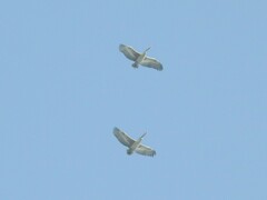 Pelecanus philippensis