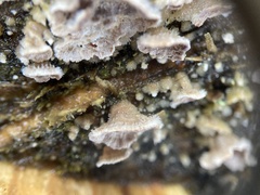 Trichaptum abietinum