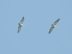 Pelecanus philippensis