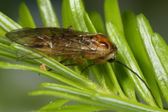Nematinae