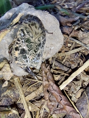 Gymnetis chalcipes