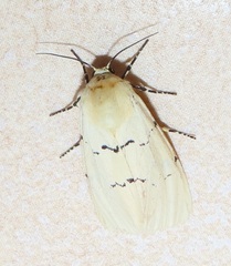 Leucaloa eugraphica