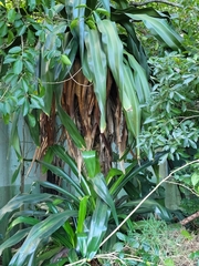 Pandanus dubius