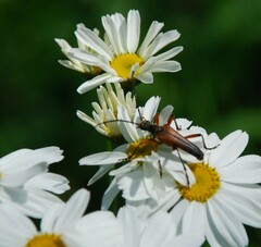 Stenocorus meridianus