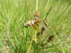 Libellula semifasciata