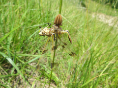 Libellula semifasciata