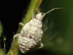 Deraeocoris