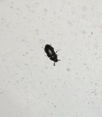 Tenebrionidae