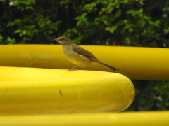 Pycnonotus conradi