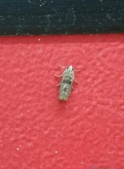 Pyralidae