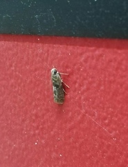 Pyralidae