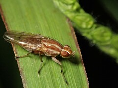 Helosciomyza