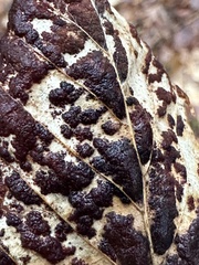 Acalitus ferrugineum