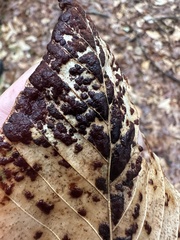 Acalitus ferrugineum