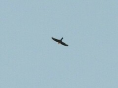 Aerodramus germani