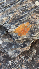 Teloschistaceae
