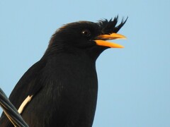 Acridotheres grandis