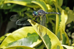 Micrathyria longifasciata