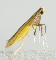 Caloptilia azaleella