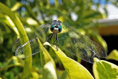 Micrathyria longifasciata