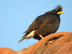 Acridotheres grandis