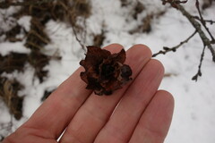 Rabdophaga rosaria