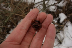 Rabdophaga rosaria