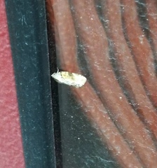 Etanna breviuscula