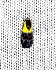 Rectiostoma xanthobasis