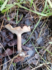 Clitocybe brumalis