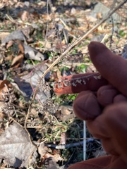 Perilla frutescens