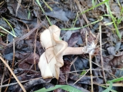 Clitocybe brumalis