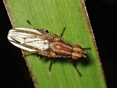 Helosciomyza