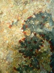 Watersipora subatra