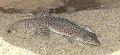 Reticulate Sand Lizard photo 3
