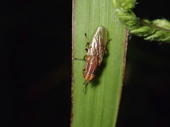 Helosciomyza