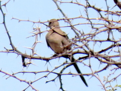 Oena capensis capensis