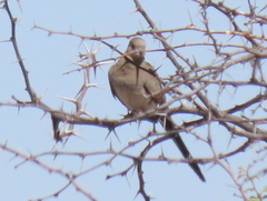 Oena capensis capensis