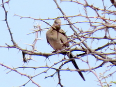 Oena capensis capensis