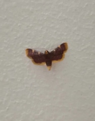 Hypsopygia