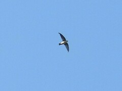 Aerodramus germani