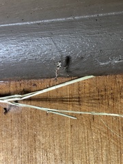 Stenolemus fraterculus