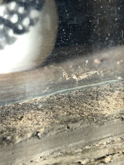 Stenolemus fraterculus