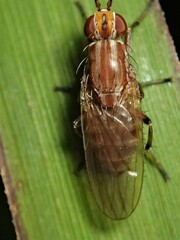 Helosciomyza
