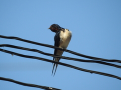 Hirundo rustica gutturalis
